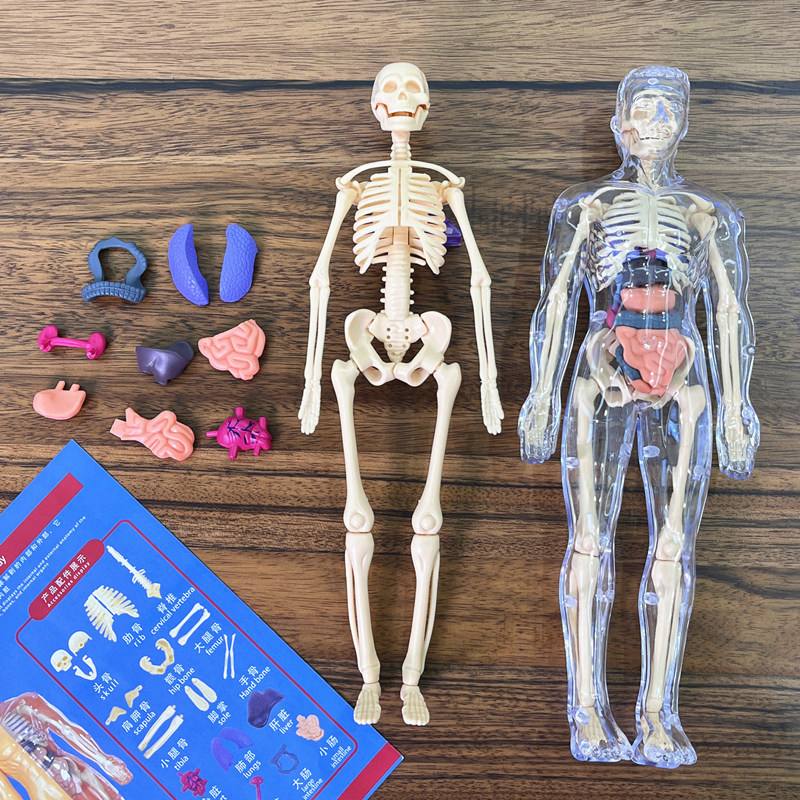Model Kit Fantasy - 3D Human Skeleton Organ Anatomy Scientific